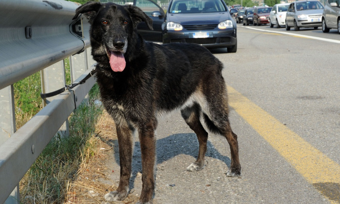 Pour de véritables sanctions contre les personnes qui abandonnent leurs animaux !