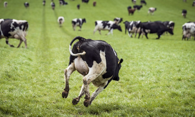 Justice pour la vache, poursuivie à mort par des motards !