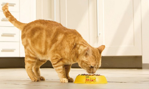 Sauvons les chats d'une mort certaine. Sauvons-les des Friskies !