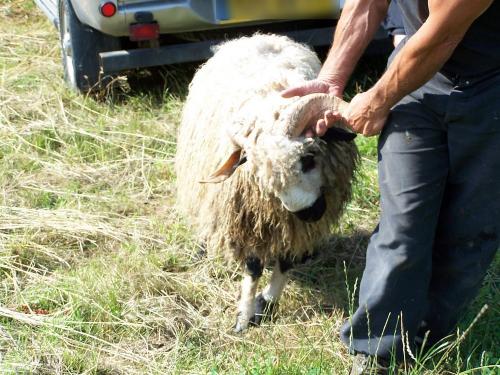 Stop aux opérations utilisant des animaux à des fins mercantiles
