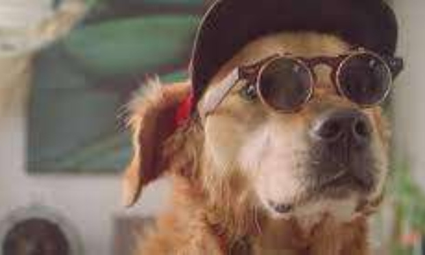 Pour la suppression de la pub télévisée Promovacances : chien laissé seul à la maison !