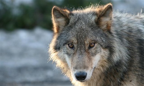 Non à l'abattage des Loups en France !