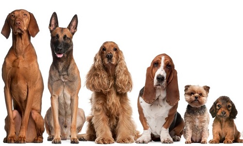 Pour la révision des standards de races de chiens et l'interdiction de la consanguinité !