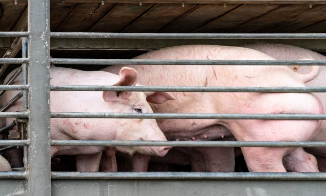 Pour plus de contrôles dans les abattoirs !