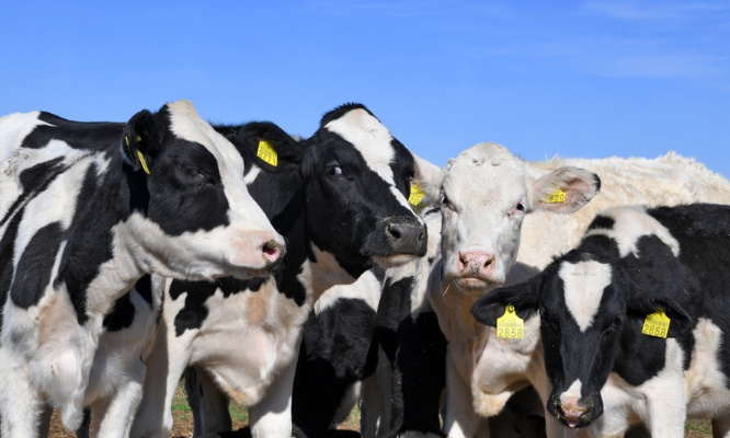 Pour la suppression des étiquettes sur les oreilles des animaux !