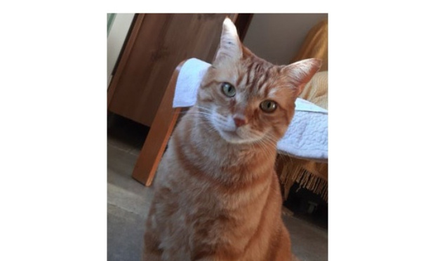 Non aux métaldéhydes - oui aux alternatifs !