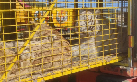 Stop aux cirques avec des animaux !