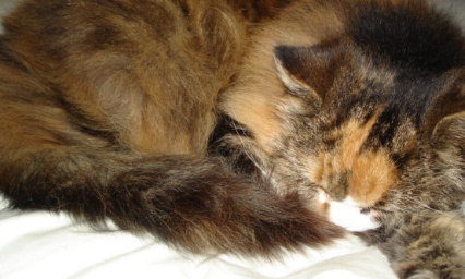 Sauvons les chats à Jouy le Potier !