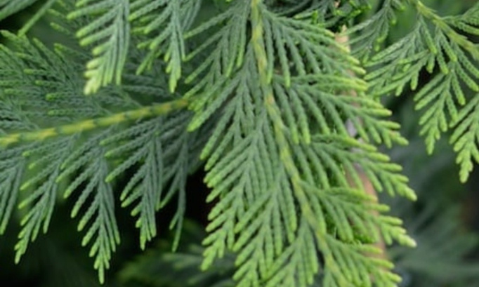 Non à la destruction des Cyprès et arbres de +60ans