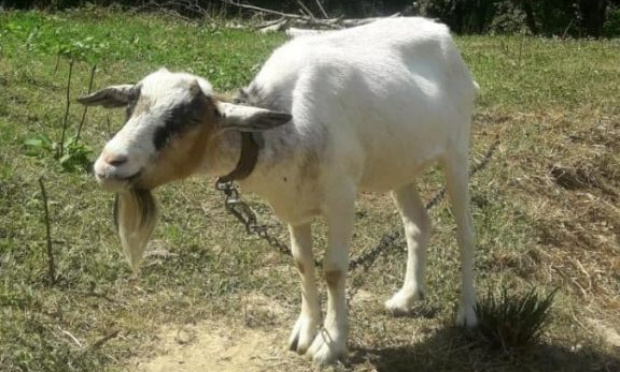 SOS animaux en danger !