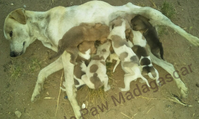 Stop à l'extermination des chiens errants à Madagascar