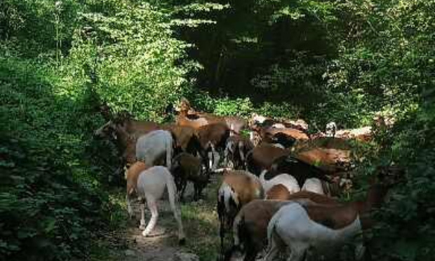 Pour maintenir le troupeau de moutons de Sylvie à Mondeville !