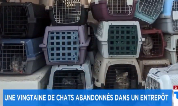 Justice pour ces chats abandonnés dans un entrepôt