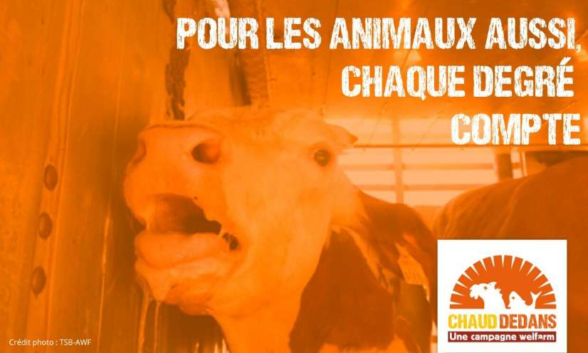 METTONS UN TERME AUX PIRES SOUFFRANCES SUBIES PAR LES ANIMAUX EN PÉRIODE DE FORTES CHALEURS