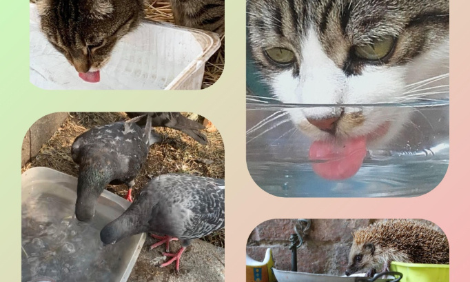 Sanctions pour ceux qui privent d'eau les animaux !