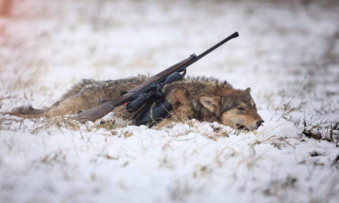 Pour l'arrêt complet de ce massacre des loups !