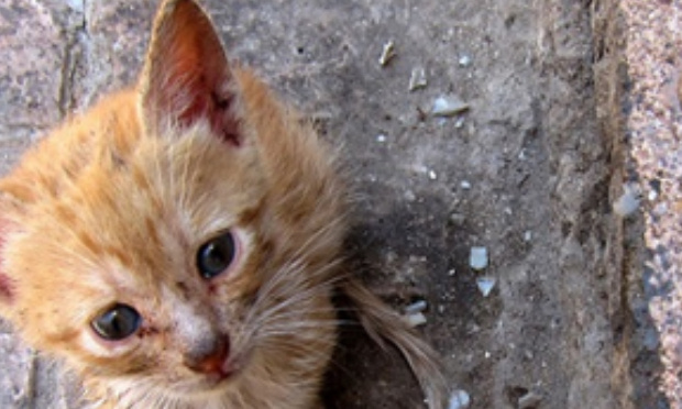 Pour une prise en charge des chats errants par la ville d’Amiens !