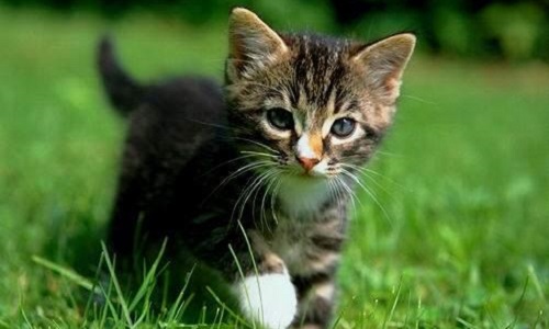 Protegeons nos chats domestiques !