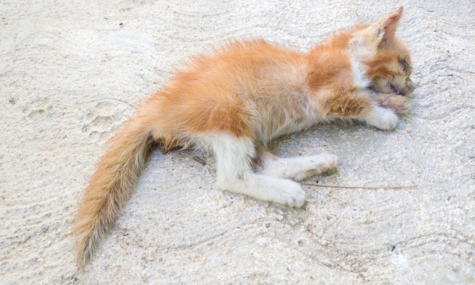 Sauvons les chats de Bordes !