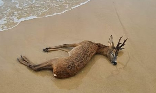 Pour l'interdiction de la chasse sur les zones brûlées !
