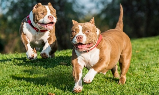 Justice pour les 14 chiens morts de chaleur dans une caravane