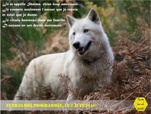 Non à l'assassinat de 4 chiens  !