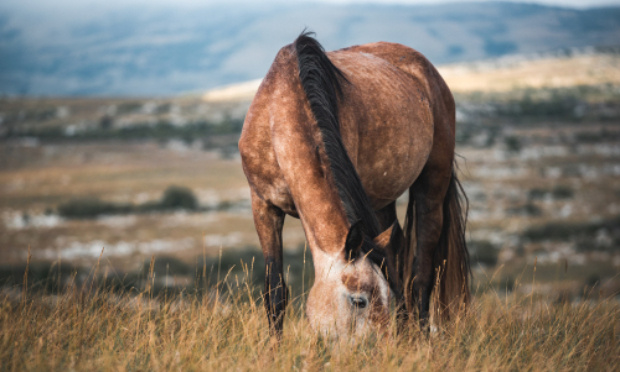 Escroquerie : Justice pour les chevaux qui ont fini à l'abattoir !