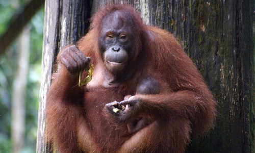Un mâle Orang Outan à la ménagerie du Jardin des Plantes