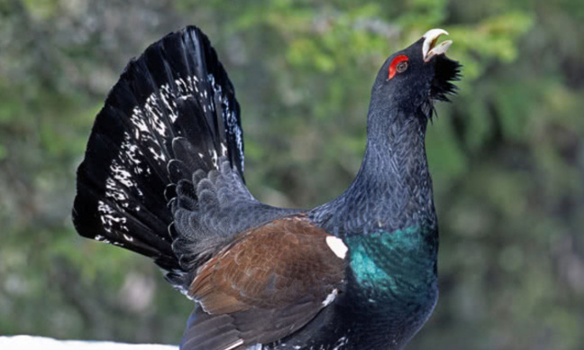 STOP au massacre du Grand Tetras en France