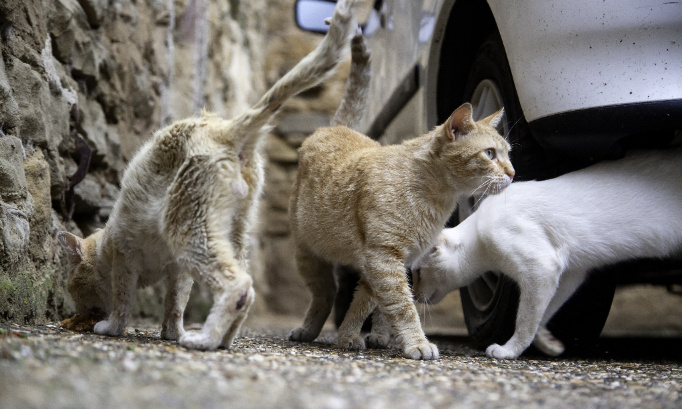 Justice pour ces animaux retrouvés momifiés !