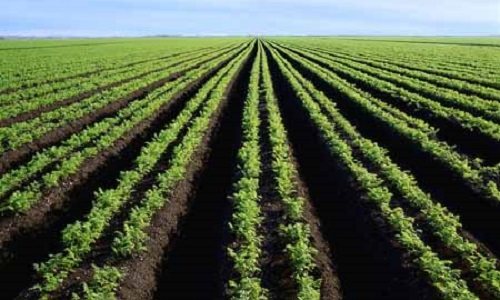 Sauvons notre terre nourricière !