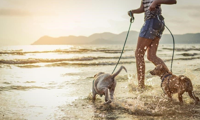Aidez moi dans ce combat : Une plage pour nos chiens sur la commune de Meschers ou alentour (17)