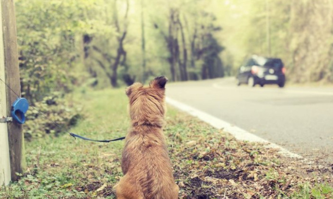 Stop à l'abandon des animaux à Toulouse !
