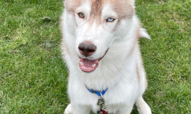 Urgent : Retrouvons Zak le pauvre husky kidnappé à Toulouse !