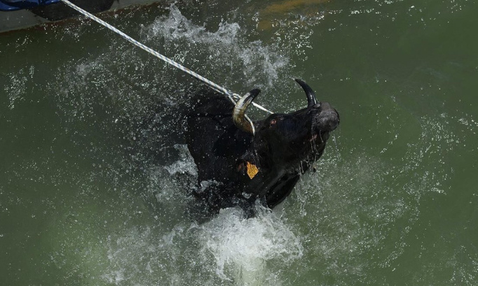 Pour l'interdiction des traditions brutalisant les animaux !