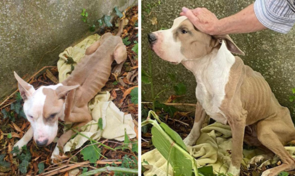 Justice pour Lucky, mort après avoir été affamé et abandonné !