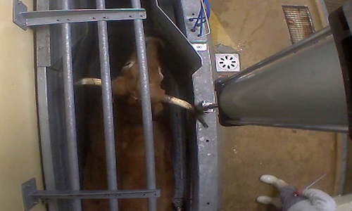 Fermeture de l'abattoir du Vigan (Gard)