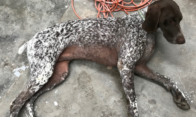 Aidez-moi à retrouver Ika ma chienne Braque Allemand disparue !