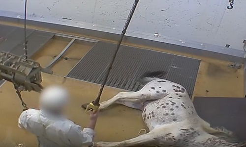 Nouveau scandal dans le Gard