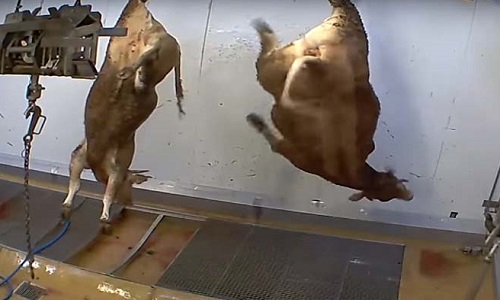 Lettre ouverte à Monsieur Le Foll pour une enquête parlementaire sur les usages en abattoirs.