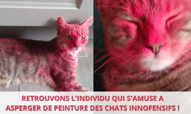 Un pauvre chat aspergé de peinture : retrouvons le coupable !