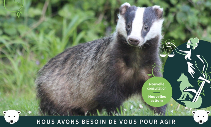 Vénerie sous terre du blaireau :  NON à l’obstination déraisonnable de la préfecture d’Ille-et-Vilaine.