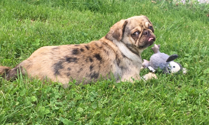 Aidez-nous à retrouver notre petit carlin Gaëlle !