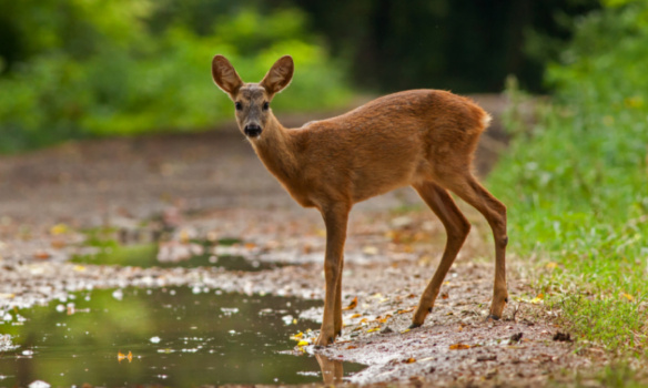 Pour le report de l'ouverture de la chasse !