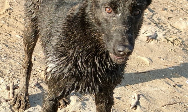 Aidez moi à retrouver mes chiennes disparues sur Narbonne et Toulouse !
