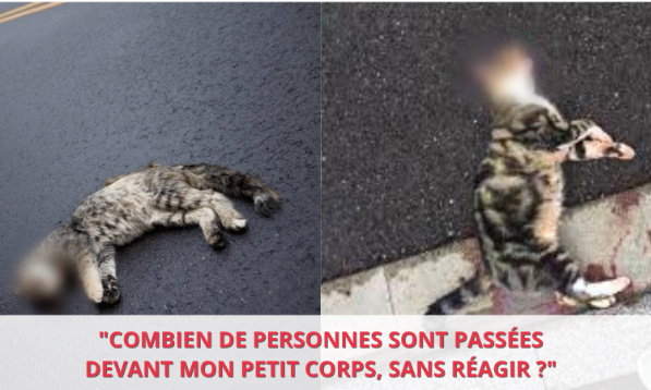 Pour inscrire l'obligation de s'arrêter après avoir percuté un chat dans la législation !