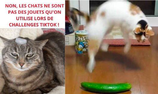 Non, les chats ne sont pas des bêtes de foires !