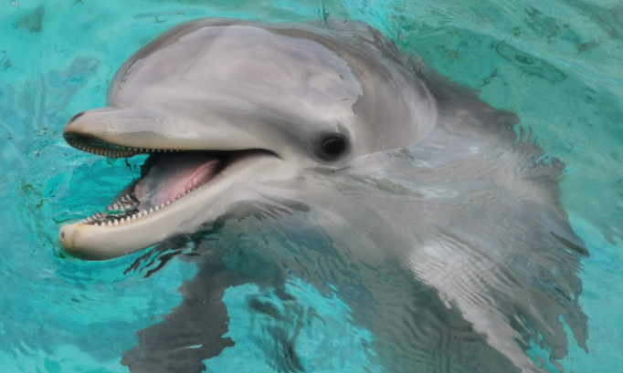 P&eacute;tition urgente pour que les spectacles nocturnes reprennent &agrave; marineland d antibes