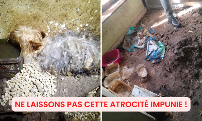 Maison de l’horreur : justice pour les 15 chiens maltraités et les 2 cadavres découverts !