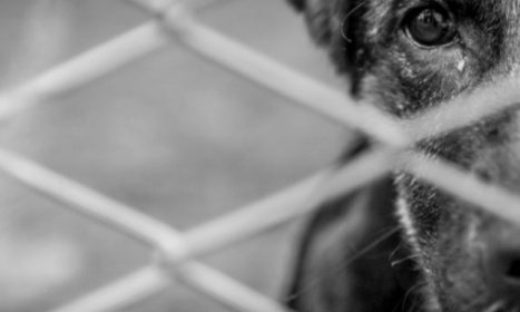 Stop a la maltraitance animali&egrave;re et abendon